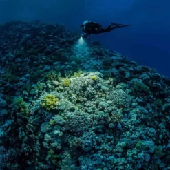 Sea Dragon 3000Sf Pro Dual Kit -CRESS Dive Gear Shop sealife sea dragon 3000sf pro dual kit 8