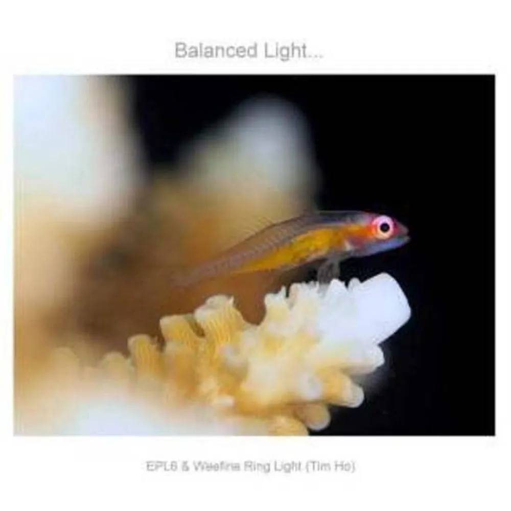 Ring Torch 1000 Lumens 6 Ring Torch 1000 Lumens - Image 4